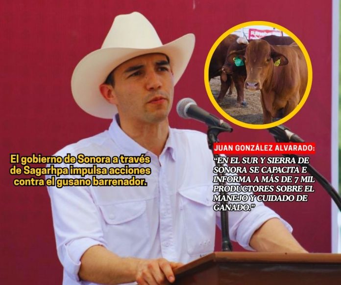 En Sonora, Sagarhpa impulsa la prevención del gusano barrenador